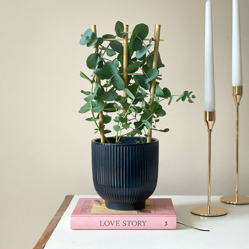 Eucalyptus & Pot