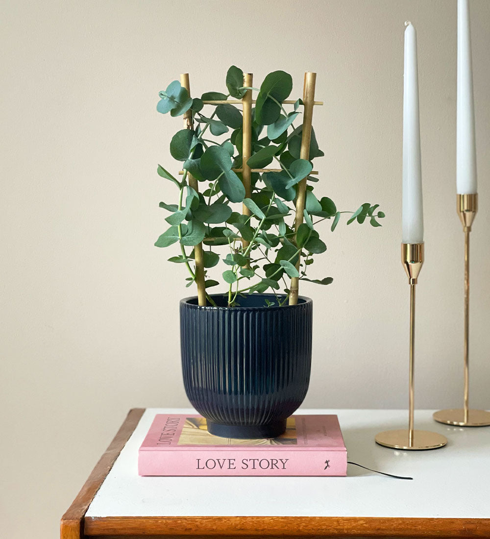 Eucalyptus & Pot