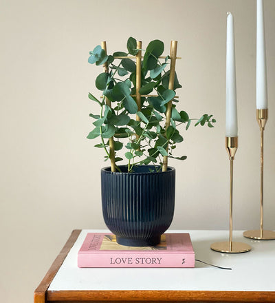 Eucalyptus & Pot
