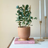 Eucalyptus & Pot