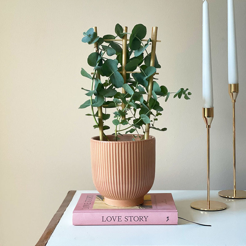 Eucalyptus & Pot