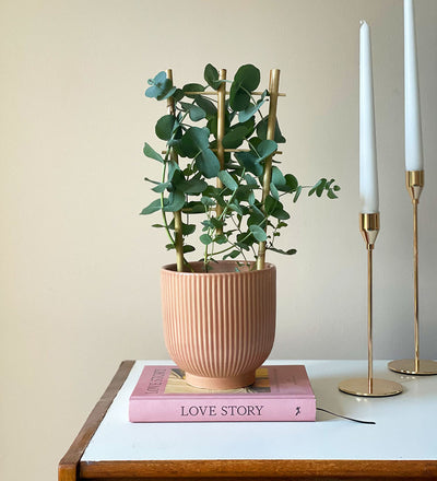 Eucalyptus & Pot