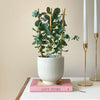 Eucalyptus & Pot