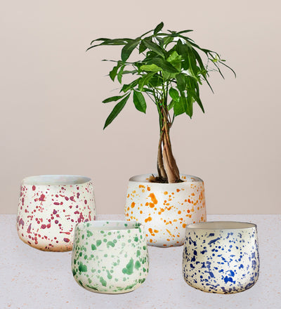Splatter Pot x Hot Pottery
