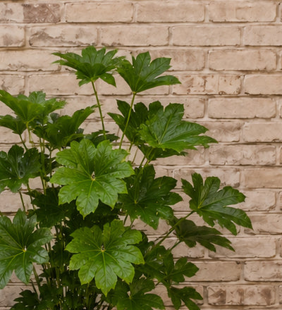 Fatsia Japonica