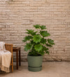 Fatsia Japonica