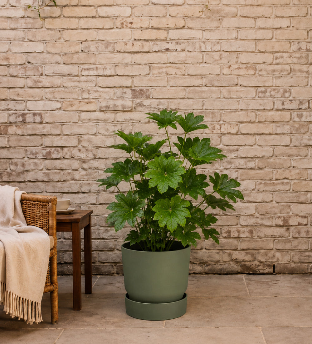 Fatsia Japonica