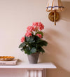 Artificial Geranium & Grey Pot