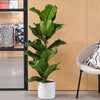 Fiddle-leaf Fig & Pot