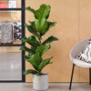 Fiddle-leaf Fig & Pot