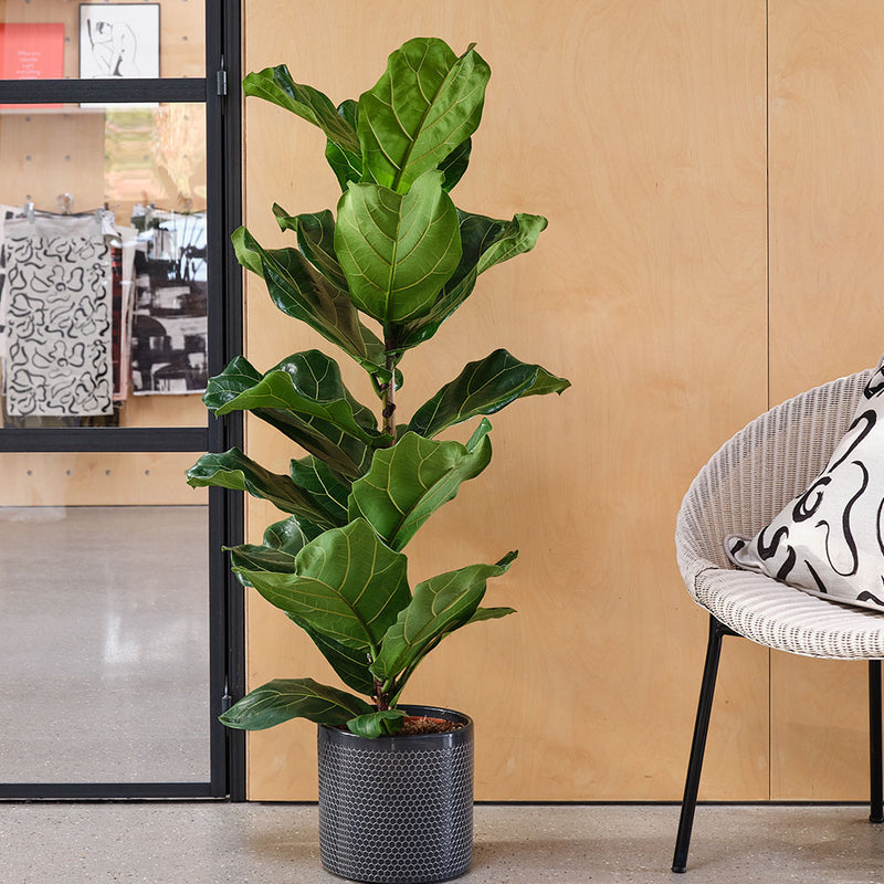 Fiddle-leaf Fig & Pot