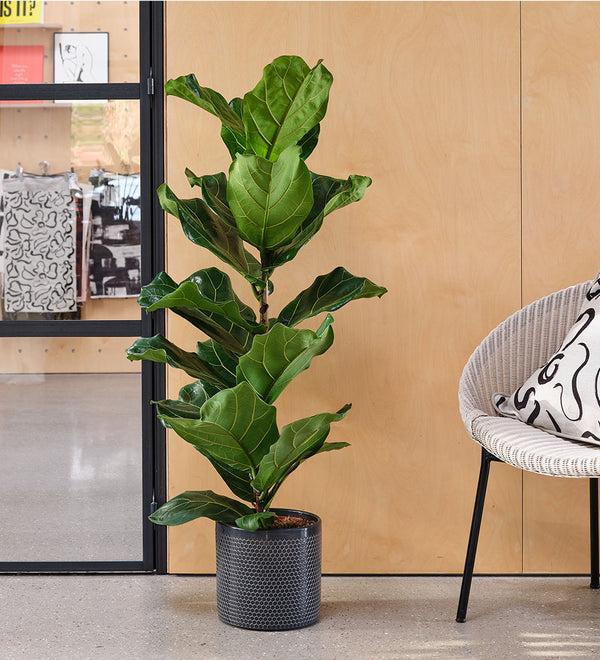 Fiddle-leaf Fig & Pot