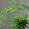 Fern Pair