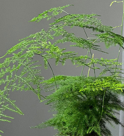 Fern Pair
