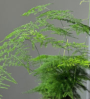 Fern Pair