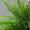 Fern Pair