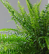 Fern Pair