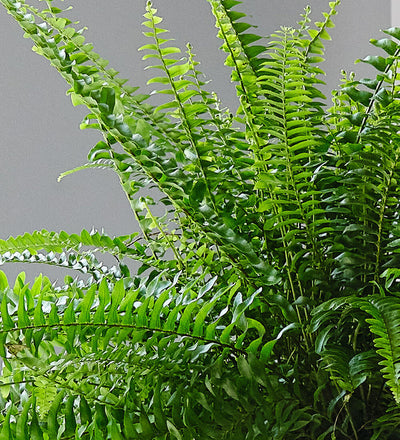 Fern Pair