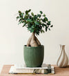 Bonsai Ficus Ginseng & Pot