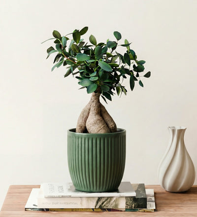 Bonsai Ficus Ginseng & Pot
