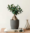 Bonsai Ficus Ginseng & Pot