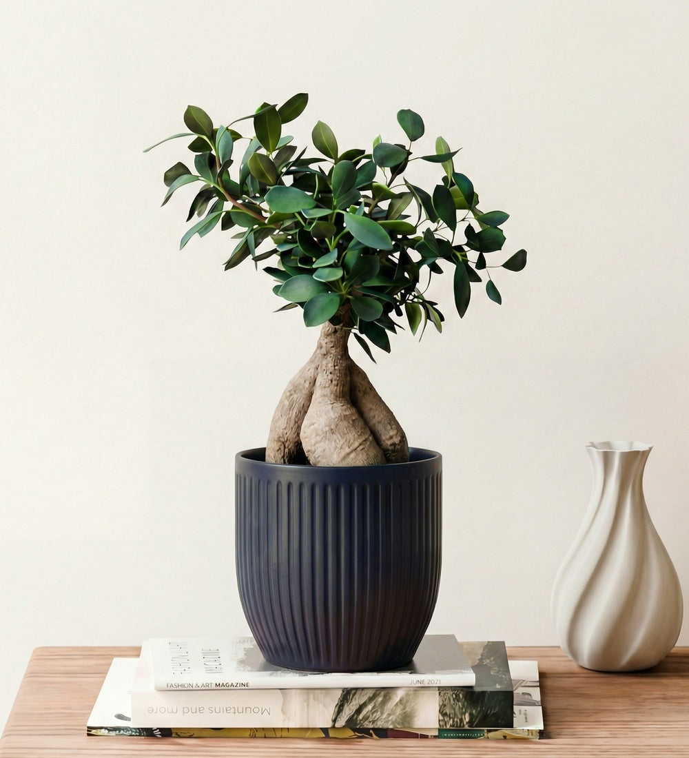 Bonsai Ficus Ginseng & Pot