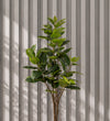 Artificial Rubber Plant