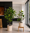 Artificial Fig Tree