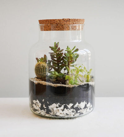 Terrarium Kit