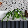 Fishbone Cactus & Pot