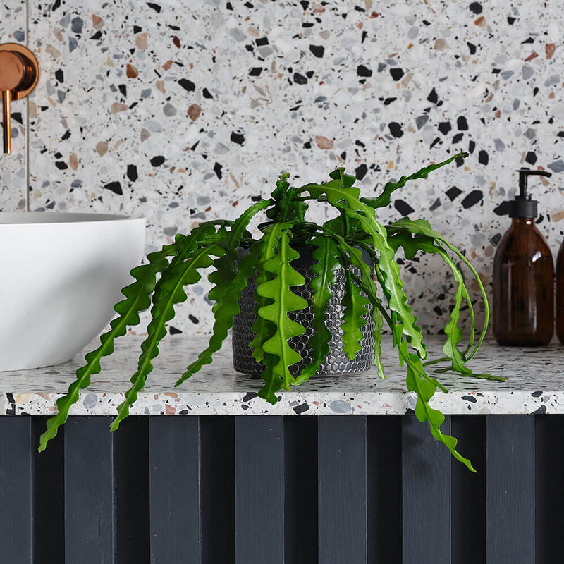 Fishbone Cactus & Pot