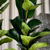 Fiddle-Leaf Fig Pair
