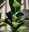 Fiddle-Leaf Fig Pair