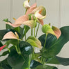 Flowering Pair