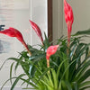 Flowering Pair