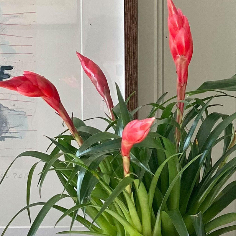Flowering Pair