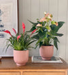 Flowering Pair