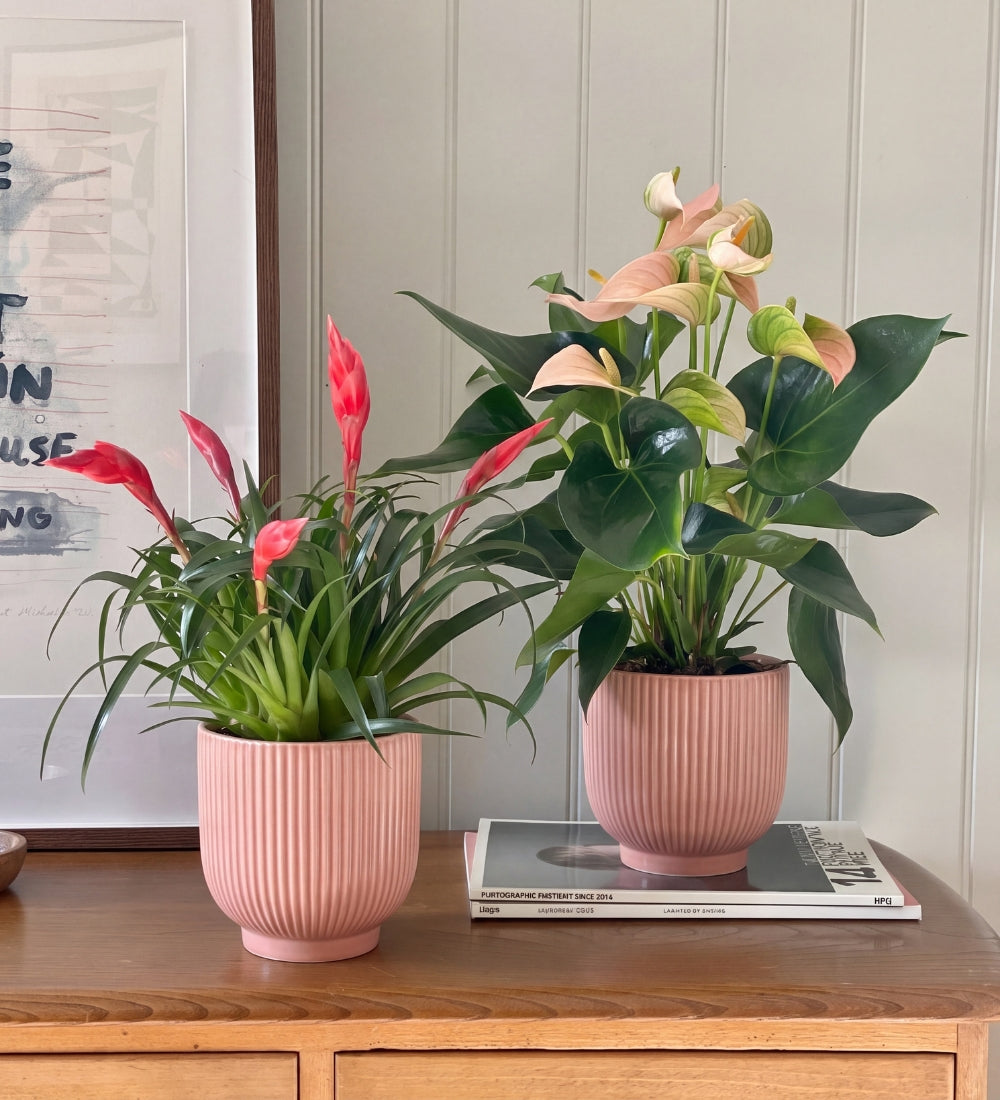Flowering Pair