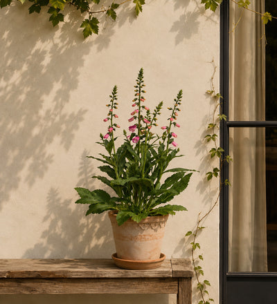 Foxglove Pair