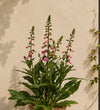 Foxglove Pair