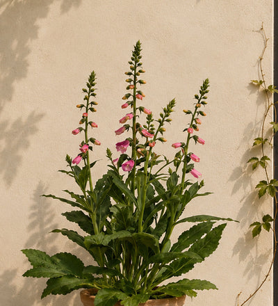 Foxglove Pair