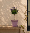 French Lavender Tree Trio