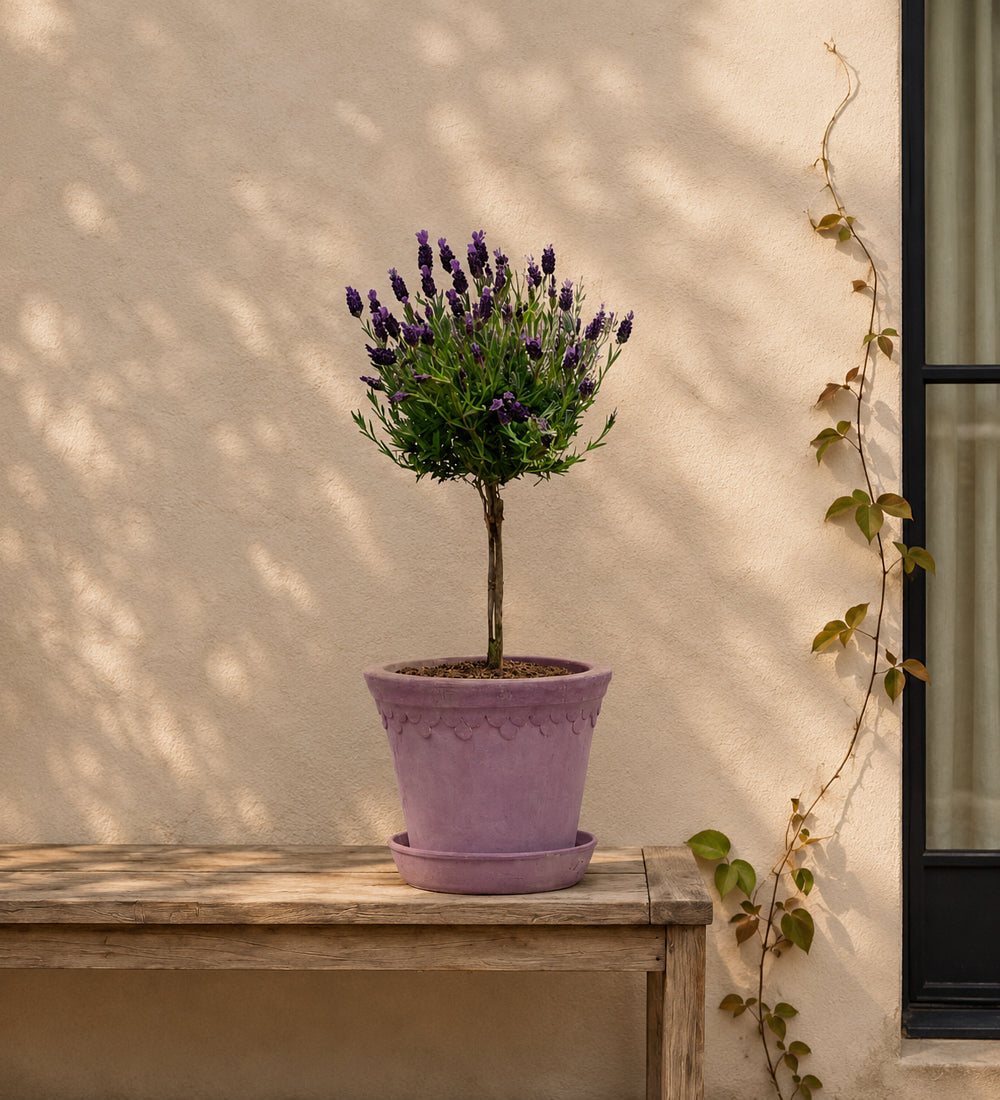 French Lavender Tree