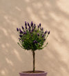 French Lavender Tree Trio