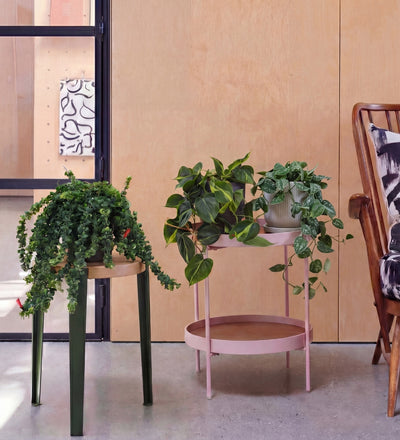 Hanging Plant Bundle