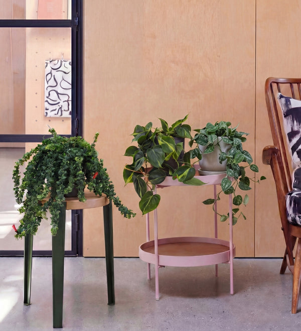 Hanging & Trailing Plants
