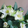 Hellebore Plant