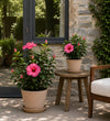 Pink Hibiscus