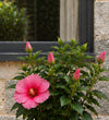 Pair of Small Pink Hibiscus