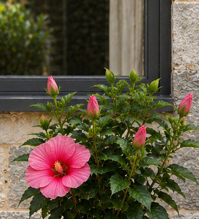 Trio of Small Pink Hibiscus
